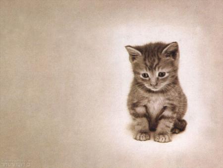 chat minou